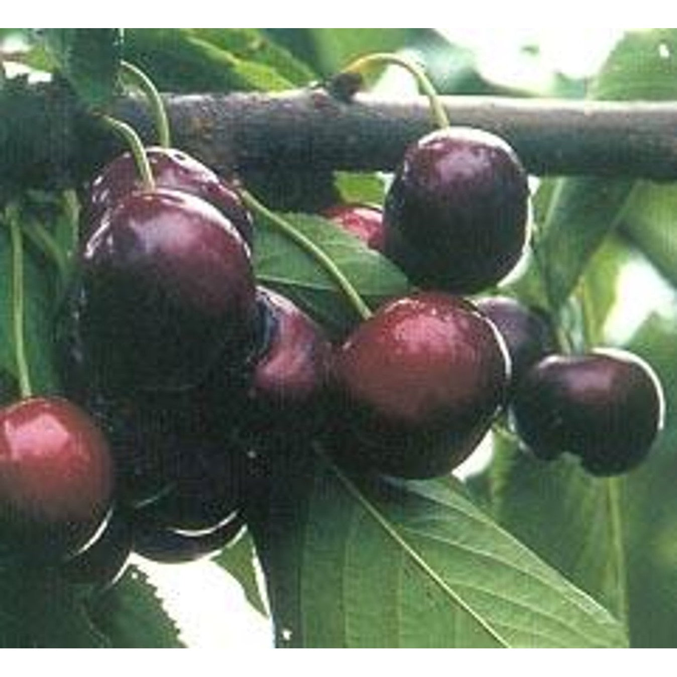 Körsbär – Prunus avium 'Sunburst' - C25 8/10 200 CM Stem